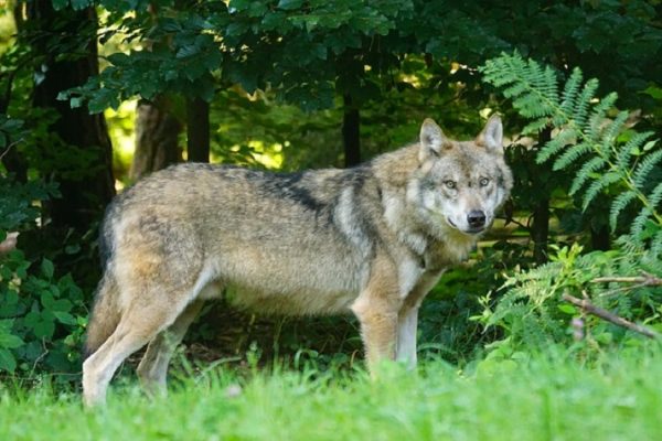 Studie: Wolfsabschüsse führen zu mehr Nutztierrissen