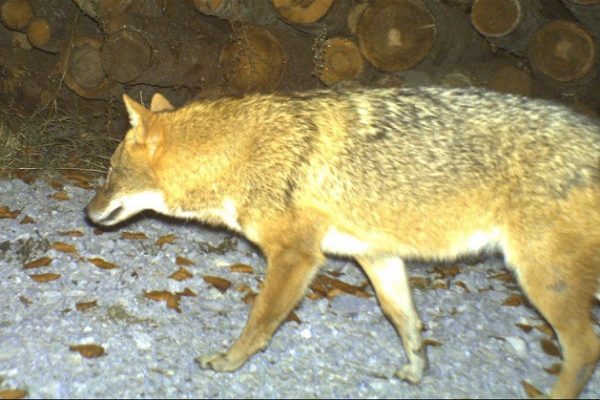 Pas de poursuite pour le tir d'un chacal doré