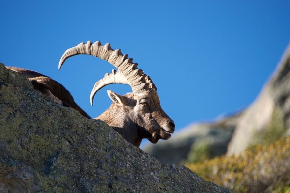 Steinbock