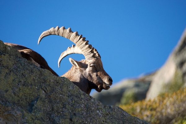 Waldschädlinge in Graubünden?