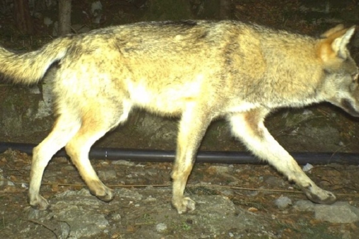 Wolf Uri