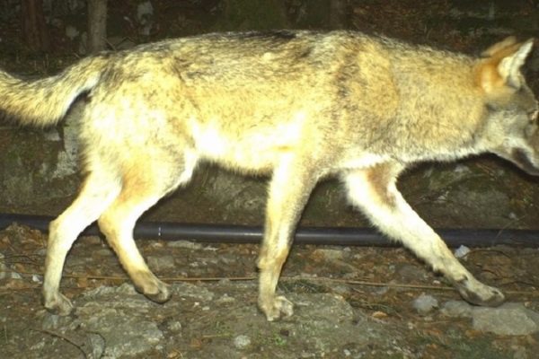 Hobby-Jagd auf Wolf in Uri kostet Steuerzahler 43’500 Franken