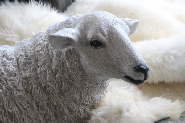 Kanton Schwyz: Nutztiere blieben vor Bär, Wolf und Luchs unbehelligt