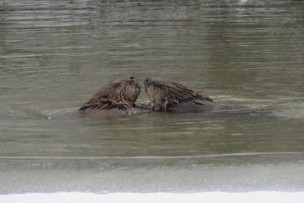 Biber im Linthgebiet: Erstes Paar gesichtet