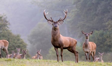 Der Rothirsch (Cervus elaphus) – das Pro Natura Tier des Jahres 2017 (Bild: Prisma / Bernhardt Reiner)