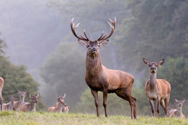 Rothirsch: Pro Natura wählt Tier des Jahres 2017