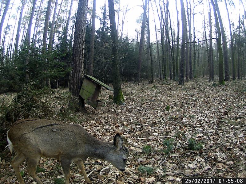 Reh mit Schussverletzung und Streifschüsse