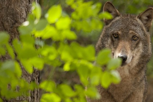 Le loup uranais chassé illégalement avant son tir