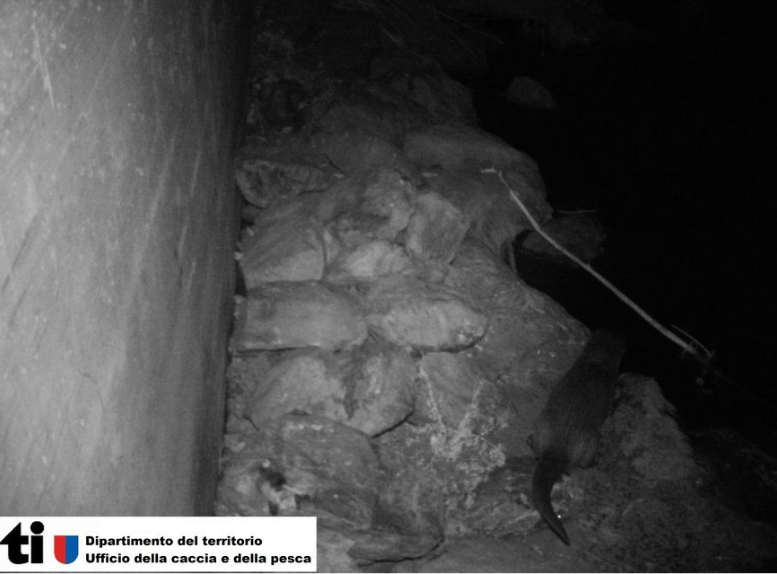 Fischotter im Tessin auf Fotofallenbild