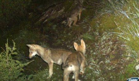 Junge Wölfe Calanda