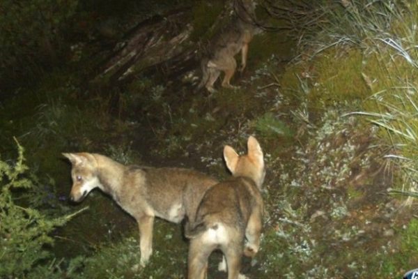 Tribunal : le tir du loup du Calanda était prématuré