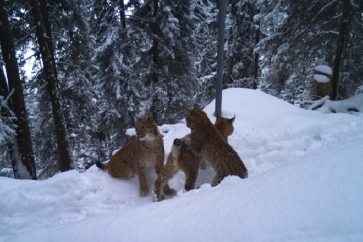 Eine Luchsmutter mit ihren Jungen im Schnee. Das Bild entstand in der Gegend um die Gemeinde Sigriswil. Bild: Fachstelle Kora