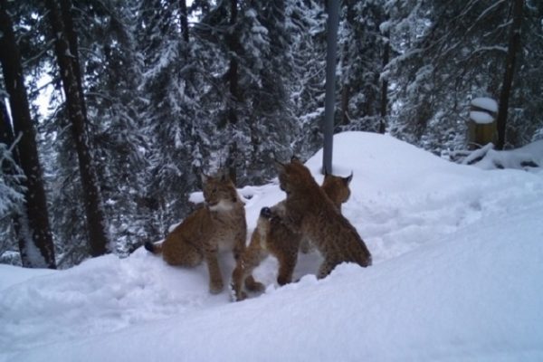 Bracconiere spara e uccide una lince madre sul lago di Thun