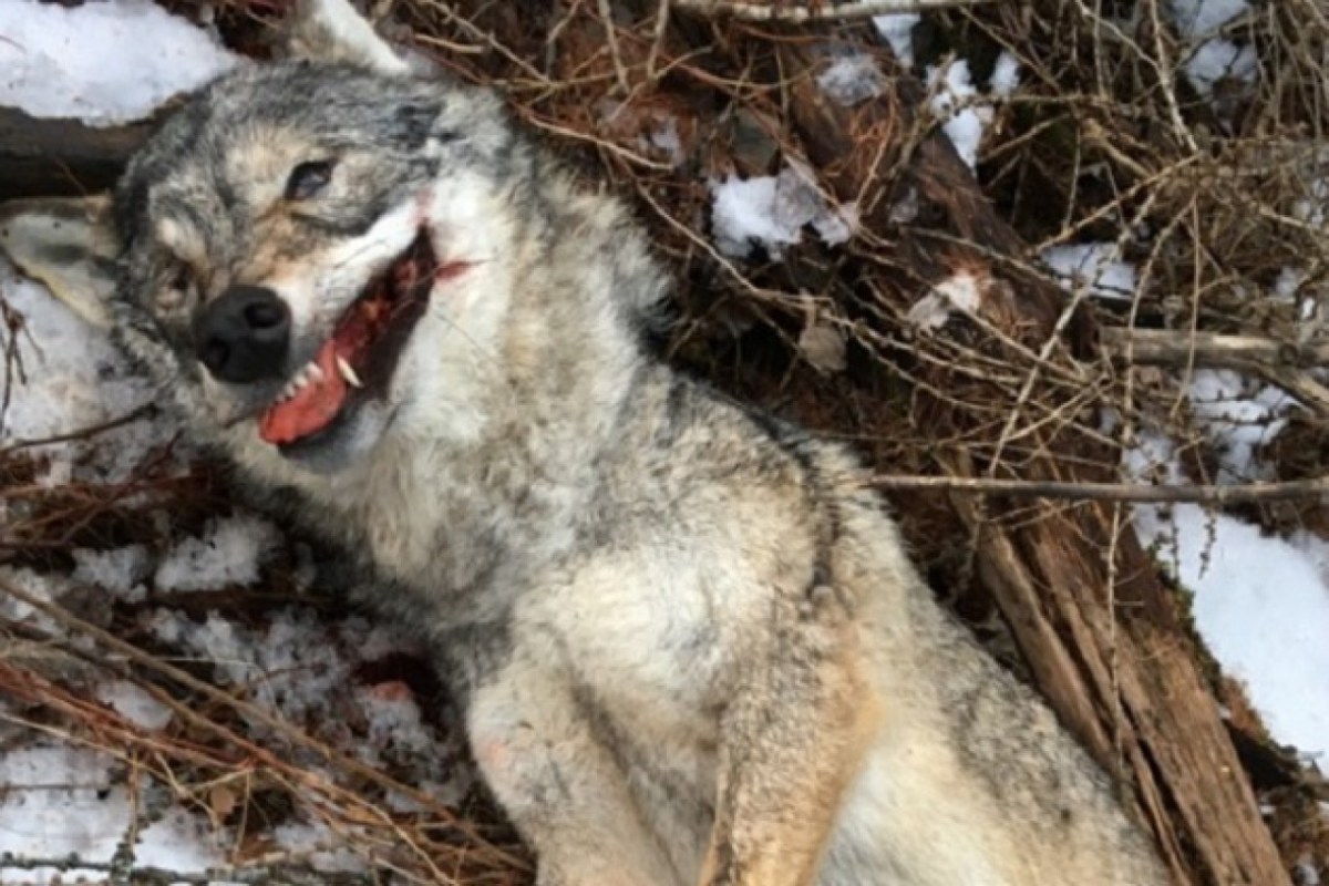 wolf-wilderer-wallis