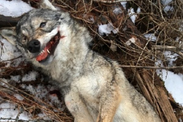 Vallese: lupa bracconata nel Val d'Anniviers