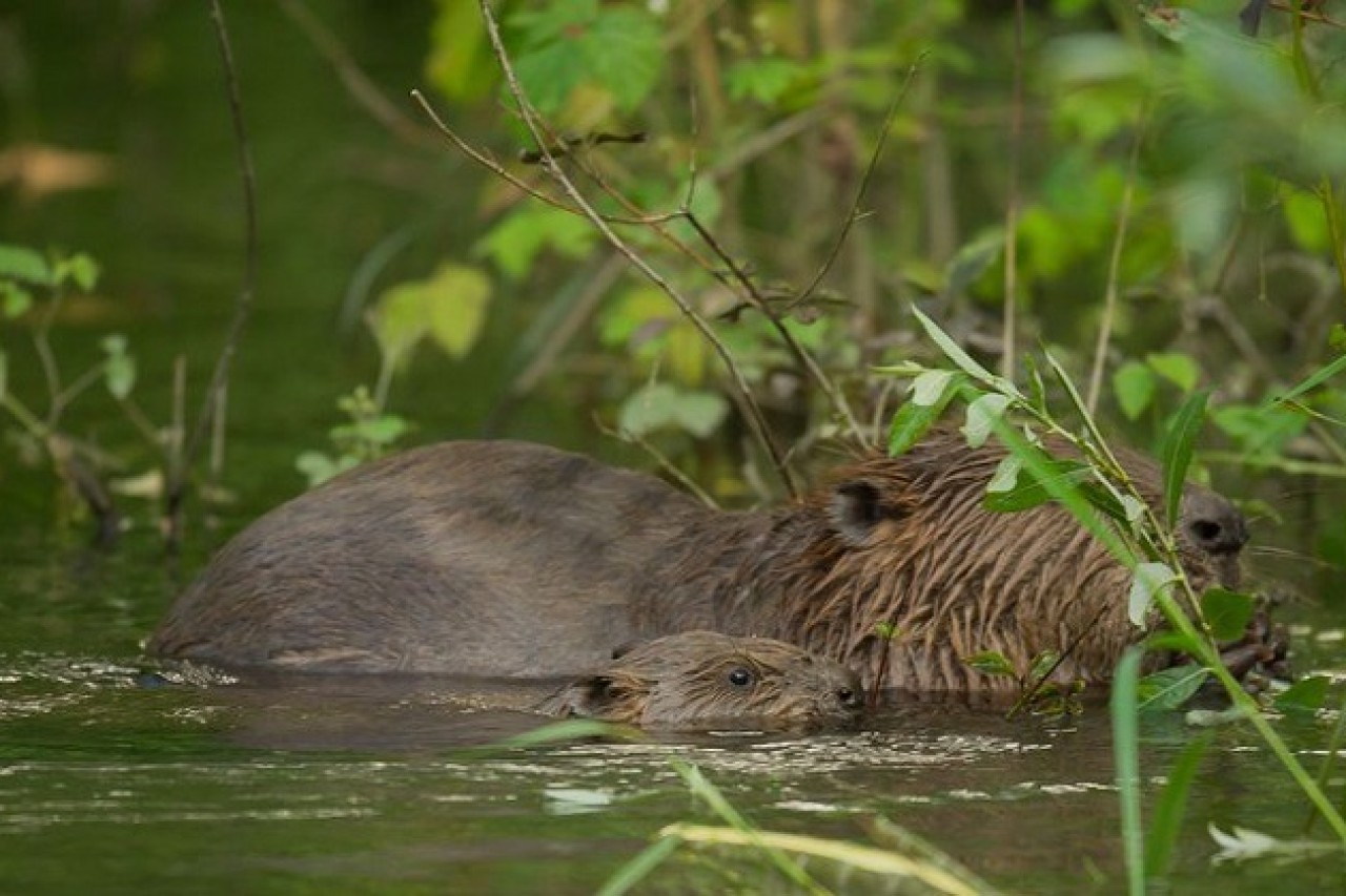 Liechtenstein: Massenhafte Bibertötung statt Koexistenz