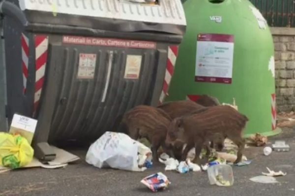 Rome envisage la stérilisation plutôt que le tir des sangliers