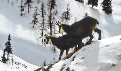 Immer weniger Gemsen in der Schweiz Gams