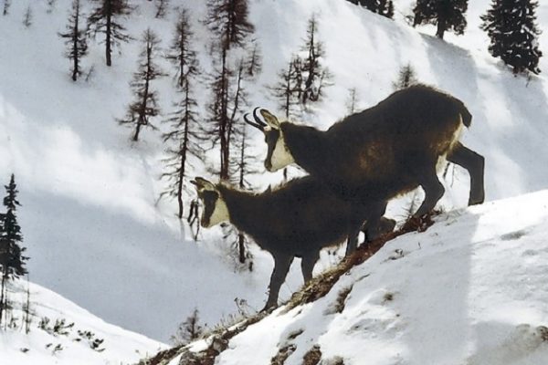 Gämsen in der Schweiz: Bestände sinken dramatisch