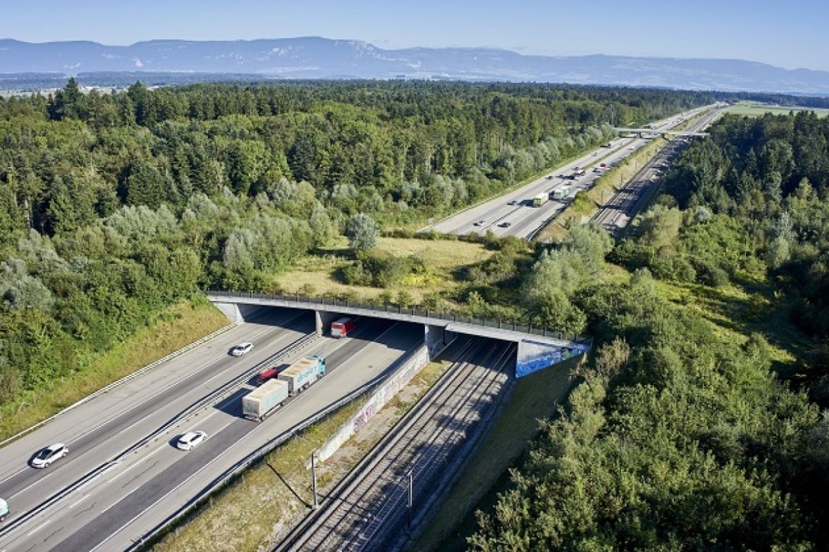 20’000 Wildunfälle pro Jahr auf Schweizer Strassen