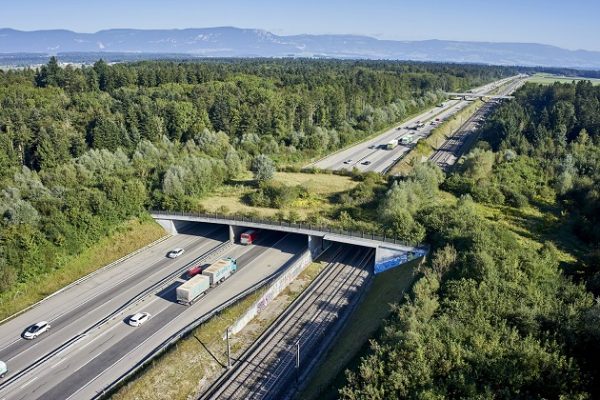 20’000 Wildunfälle pro Jahr auf Schweizer Strassen