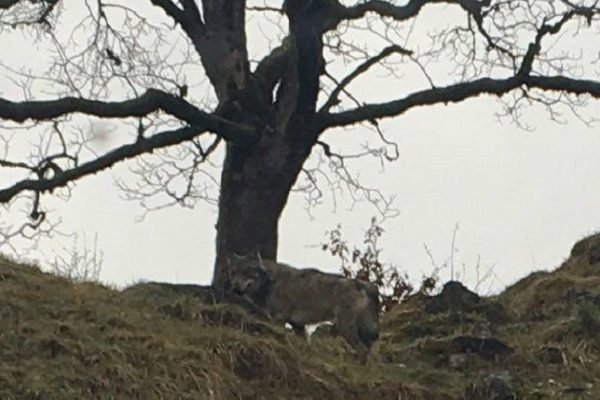 Wolf M75 entwischt: Abschuss gescheitert