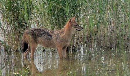 Goldschakal St. Gallen
