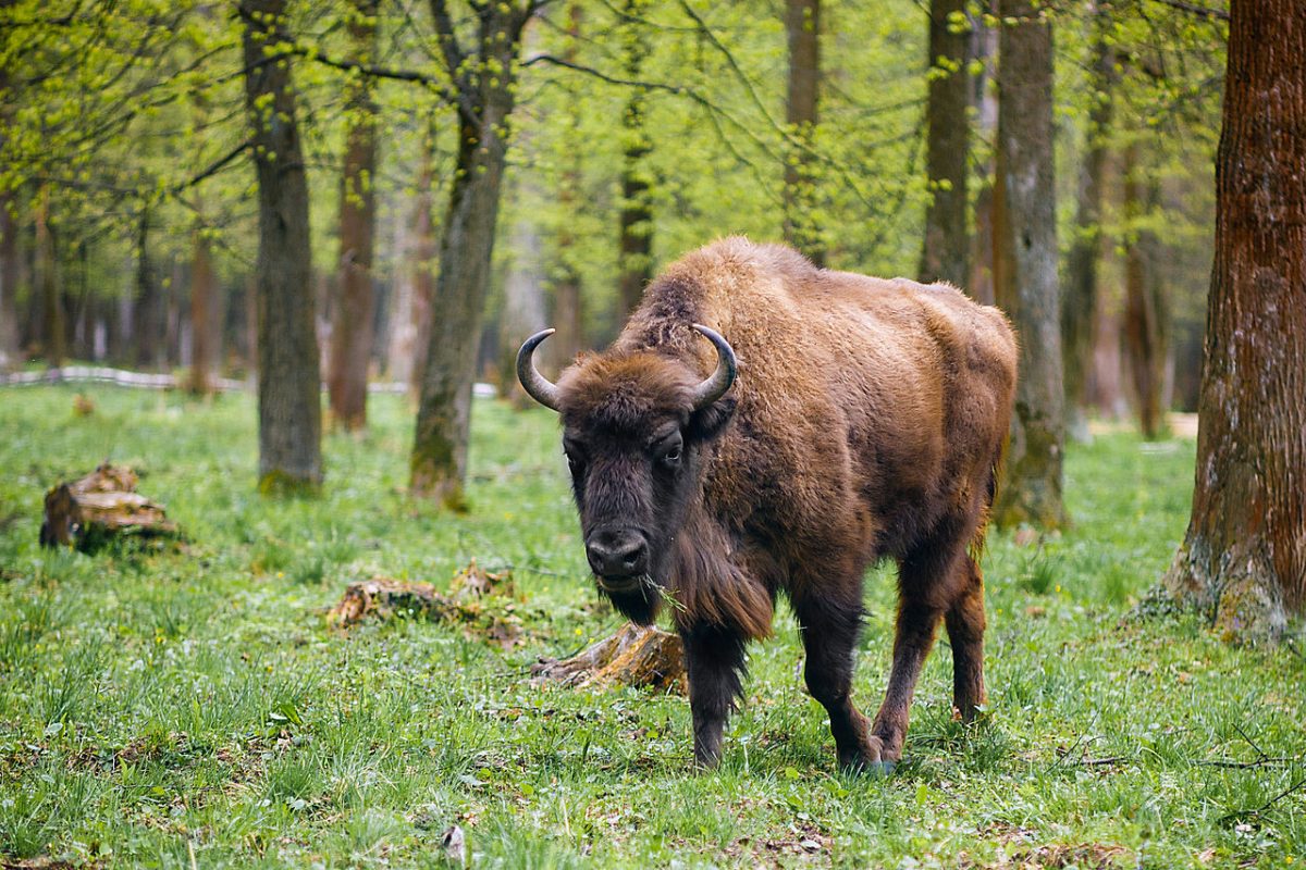 Wisent