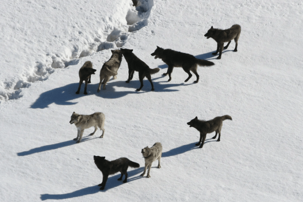 Studie: Wolfsrudel sind gut für den Schweizer Wald