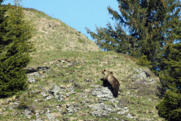 Bär im Berner Oberland: Erste Sichtung seit 190 Jahren