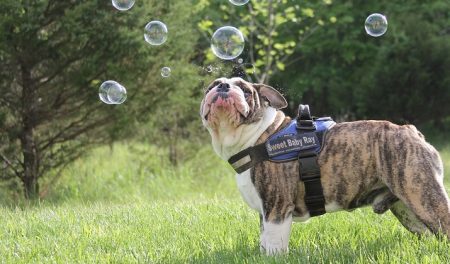 Bellende Hunde und der Jäger Jacomella Sergio Jagdschweiz
