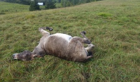 Frankreich: Schweizer Jäger massakriert vier Esel Jäger Esel