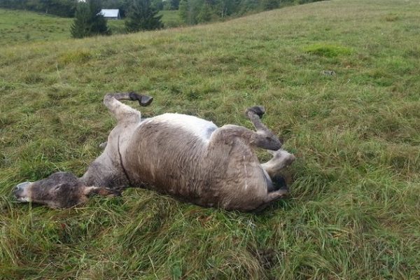 Francia: cacciatore per hobby svizzero massacra quattro asini