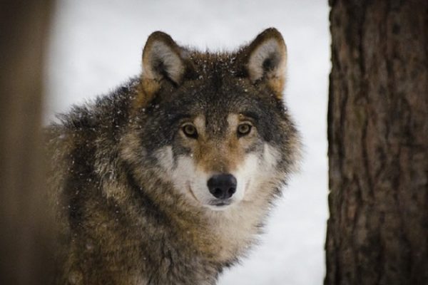 Wieder wird ein Walliser Wolf geschossen