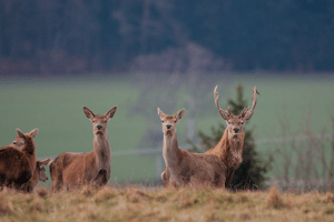 Graubünden Die miserabelsten Schützen sind die Hobby-Jäger