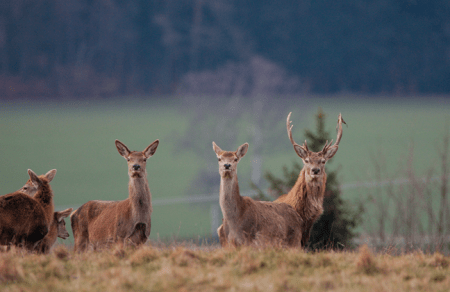 Graubünden: Die miserabelsten Schützen sind die Hobby-Jäger Graubünden Die miserabelsten Schützen sind die Hobby-Jäger