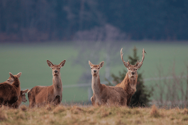 Graubünden: Jeder zehnte Hirsch nur angeschossen