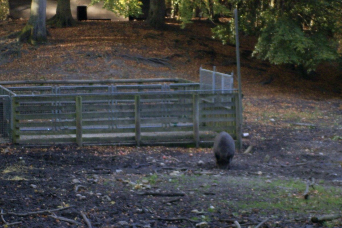 Zürich: Wildschweingatter in Elgg geplant