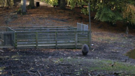 Cropped Wildschweingatter.jpg