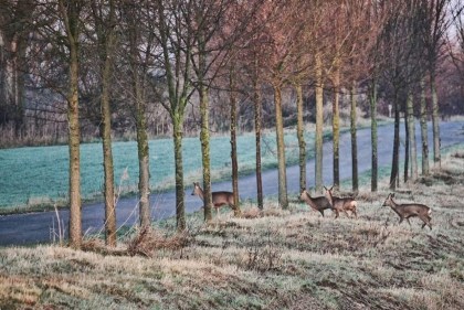 CREATOR: gd jpeg v1.0 (using IJG JPEG v62), quality =