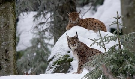 Luchs