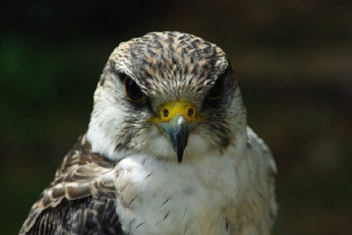 Wilderei: 25 Millionen Zugvögel sterben jährlich