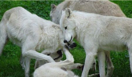 Mehrheit der Österreicher begrüssen die Rückkehr des Wolfes Wölfe