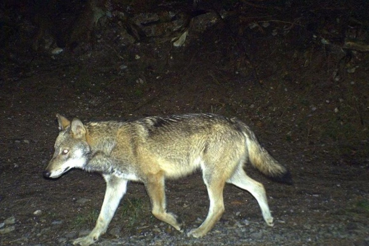 Wölfe helfen Hirschpopulation zu regulieren