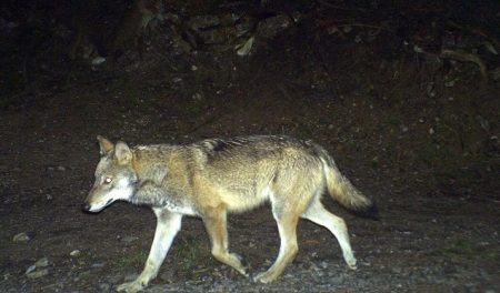 Wölfe helfen Hirschpopulation zu regulieren