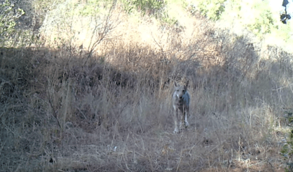Der Wolf kehrt nach Rom zurück Wolf Rom