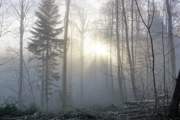 Zürich: Regierungsrat lehnt Initiative «Wildhüter statt Jäger» ab