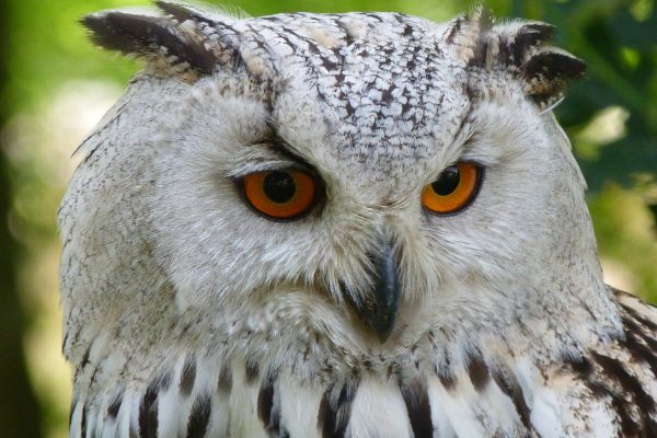 Einführung des neuen NRW-Jagdgesetzes