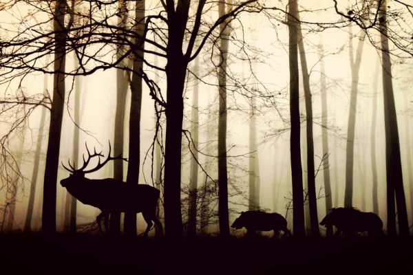 Deutschland: Schluss mit der Hobby-Jagd