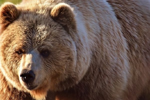 Study: Recreational hunting influences the evolution of brown bears